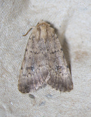 Caradrina montana