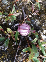 Silene uralensis