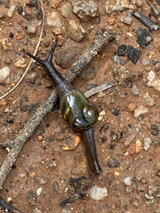Helicarion cuvieri