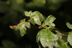 Podosphaera clandestina