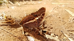 Charaxes andara