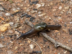 Helicarion cuvieri