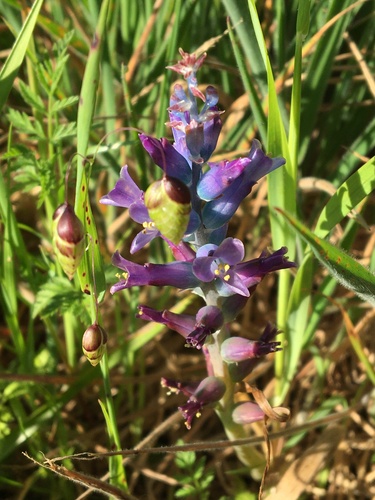 Lachenalia glaucina