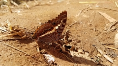 Charaxes andara