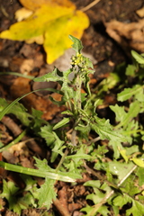 Sisymbrium officinale