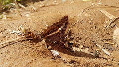 Charaxes andara