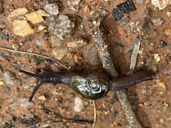 Helicarion cuvieri