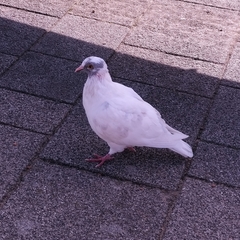 Columba livia domestica