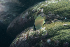 Chaetodon citrinellus