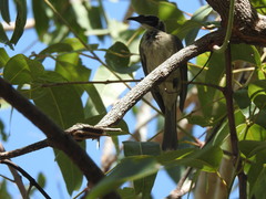 Philemon argenticeps