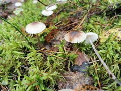 Mycena zephirus