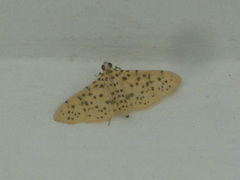 Conogethes punctiferalis