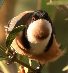 Acanthorhynchus tenuirostris