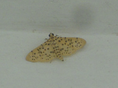 Conogethes punctiferalis