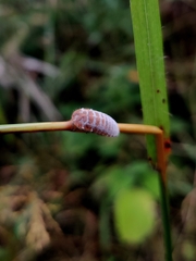 Monophlebidae