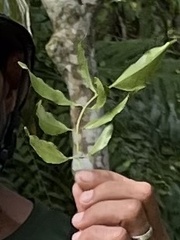Cinnamomum verum