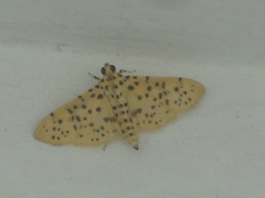 Conogethes punctiferalis