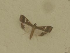 Maruca vitrata