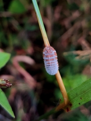 Monophlebidae