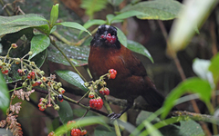 Oreothraupis arremonops