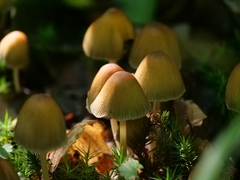 Coprinellus micaceus