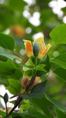 Liriodendron × sinoamericanum