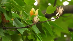 Liriodendron × sinoamericanum