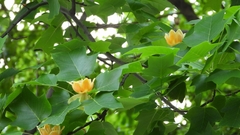 Liriodendron × sinoamericanum