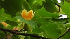 Liriodendron × sinoamericanum
