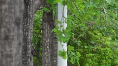 Liriodendron × sinoamericanum