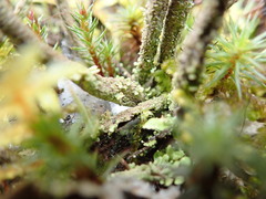Cladonia