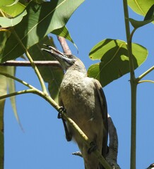 Philemon citreogularis