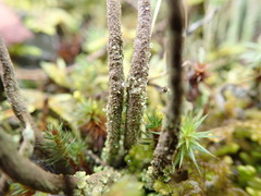 Cladonia