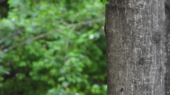 Liriodendron × sinoamericanum