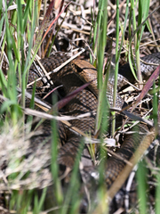 Pseudonaja textilis