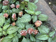 Lecanthus peduncularis