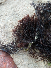 Furcellaria lumbricalis