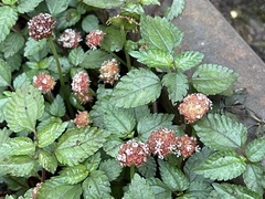 Lecanthus peduncularis