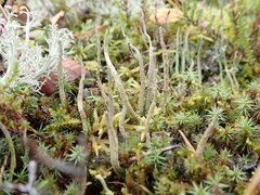 Cladonia