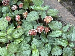 Lecanthus peduncularis