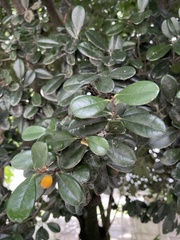Diospyros ferrea