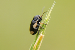 Cryptocephalus moraei