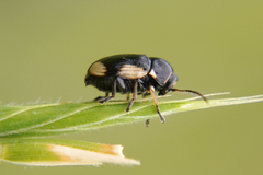 Cryptocephalus moraei
