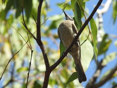 Philemon citreogularis