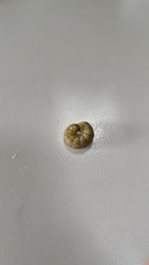 Phlogophora meticulosa