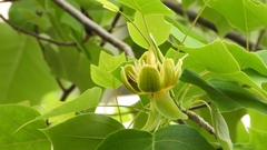 Liriodendron chinense