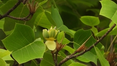 Liriodendron chinense