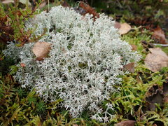 Cladonia arbuscula mitis