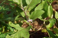 Solanum melongena