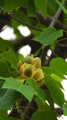 Liriodendron chinense